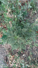 Ambrosia artemisiifolia