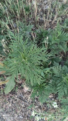 Ambrosia artemisiifolia