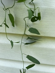 Convolvulus arvensis