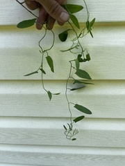 Convolvulus arvensis