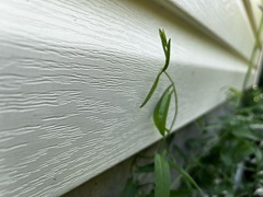 Convolvulus arvensis