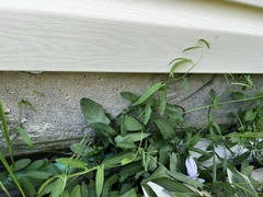 Convolvulus arvensis