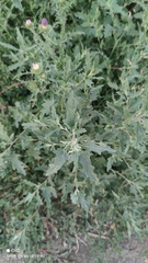 Atriplex tatarica