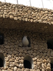 Columba livia domestica