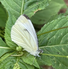 Pieris napi