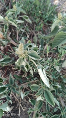 Amaranthus retroflexus