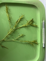Najas flexilis