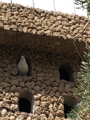 Columba livia domestica