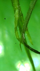 Najas flexilis