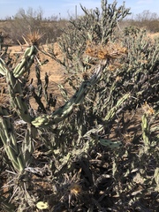 Cylindropuntia calmalliana