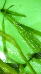 Najas flexilis