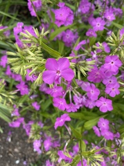 Phlox maculata
