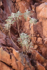 Actinotus schwarzii