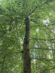 Fagus sylvatica
