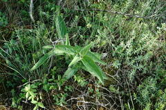 Vincetoxicum rossicum