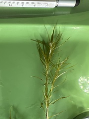 Najas flexilis