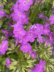 Phlox maculata