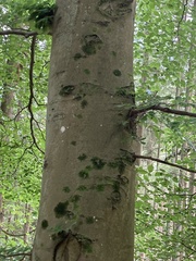 Fagus sylvatica