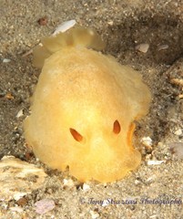 Doriopsilla peculiaris