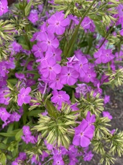 Phlox maculata