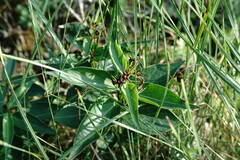 Vincetoxicum rossicum