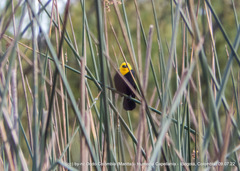 Chrysomus icterocephalus bogotensis