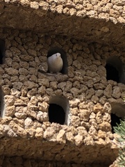 Columba livia domestica