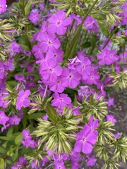 Phlox maculata