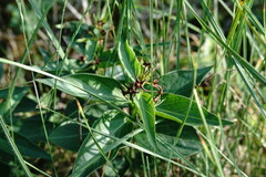 Vincetoxicum rossicum