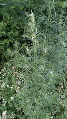 Artemisia vulgaris