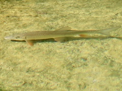 Moxostoma erythrurum