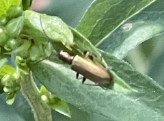 Chrysanthia geniculata