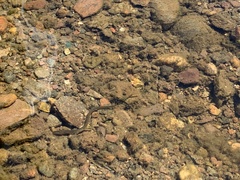 Anguilla rostrata
