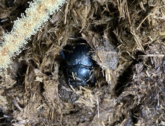 Anoplotrupes stercorosus