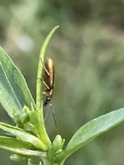 Chrysanthia geniculata
