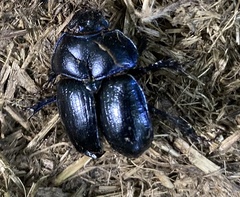 Anoplotrupes stercorosus