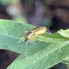 Chrysanthia geniculata