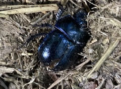 Anoplotrupes stercorosus