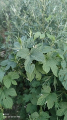 Humulus lupulus