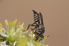 Coelioxys brevis