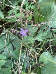Geranium robertianum