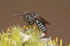 Coelioxys brevis