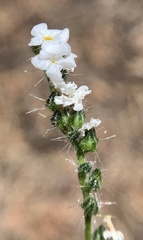 Cryptantha incana