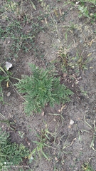 Ambrosia artemisiifolia