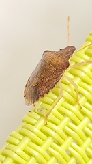 Peribalus strictus strictus