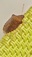 Peribalus strictus strictus