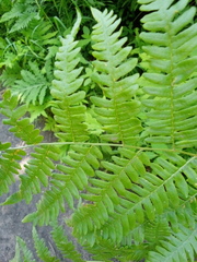 Pteridium aquilinum image