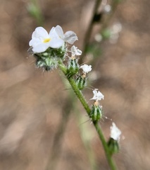 Cryptantha incana