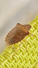 Peribalus strictus strictus