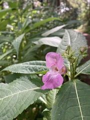 Impatiens glandulifera